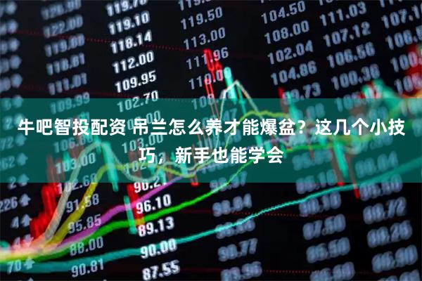 牛吧智投配资 吊兰怎么养才能爆盆？这几个小技巧，新手也能学会